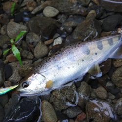 久しぶりのアマゴ釣り